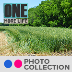 flickr oml photos sq